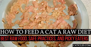 Cats, like humans have different preferences for food. How Do You Feed A Cat A Raw Diet Safely What S The Best
