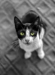 Black And White Cat Breeds With Yellow Eyes Cat With Yellow Eyes By Sanjay Anand Mishra On 500px Cats Yellow Cat Yellow Eyes