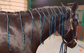 Products that are great for horses and humans. How To Braid For Hunter Jumper Dressage Horse Journals