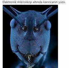Pin By Ilayda On Bilgi Electron Microscope Animals Bugs And Insects