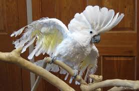 The goffin's cockatoo is the smallest cockatoo species, and is normally between 12 and 13 inches long from the beak to the tip of the tail feathers. Cockatoos Available For Adoption