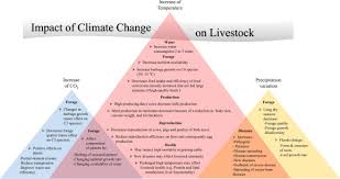 climate change and livestock: impacts