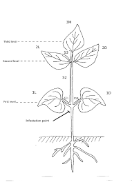Maybe you would like to learn more about one of these? Drawing Of A Standardized Bean Plant Used In Our Experiments Download Scientific Diagram