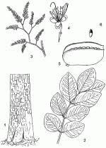 Image result for Xylia africana