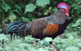 10 Cara Budidaya Ayam Hutan Hijau Arenahewan Com