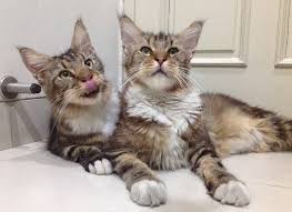 According to the guinness book of world records, the first named cat lived over 3,400 years ago and was called does your cat carry herself with the wisdom, nobility, and grace of the lion king's best friend and future queen? 160 Twin Cat Names The Paws