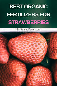 Down to earth organic vegan fertilizer can be used. Best Organic Fertilizers For Strawberries Gardening Fever Do You Know What Are The Best Strawberry Fertilizer Organic Fertilizer Backyard Vegetable Gardens