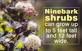 The leaves on this type of ninebark shrub are much different than the ones found on the shrubs grown in america. How To Care For Ninebark Shrub Gardenerdy