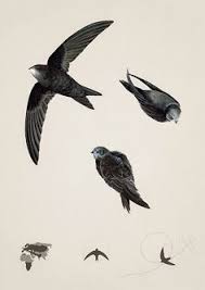 Pin De Afringen En Putni Tatuaje De Pajaros Vencejo Ilustracion Cientifica