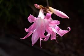 Image result for Crinum paludosum