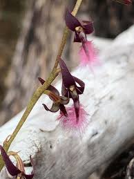 Image result for Bulbophyllum saltatorium
