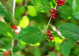 Jun 15, 2021 · using your garden shovel, begin digging up the soil around the remaining plant stump. Top 5 Tips To Remove Shrubs From Your Garden Backyardables