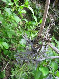Check spelling or type a new query. Why Is My Black Lace Wilting Gardendaze