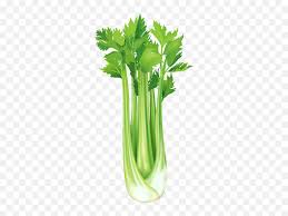 Celery Free Png Clip Art Image Celery Clipart Png Celery Png Free Transparent Png Images Pngaaa Com