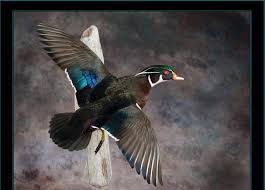 Flying Duck Mounts At Timberline Rustic Furnishings Wood Duck Mounts Duck Mount Wood Ducks