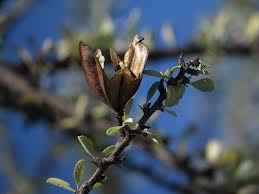 Image result for Sesamothamnus lugardii