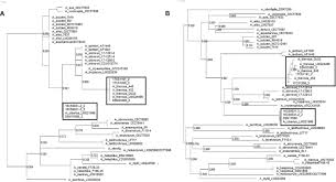 Frontiers Antimicrobial Susceptibility And Genomic Analysis Of Aliarcobacter Cibarius And Aliarcobacter Thereius Two Rarely Detected Aliarcobacter Species Cellular And Infection Microbiology