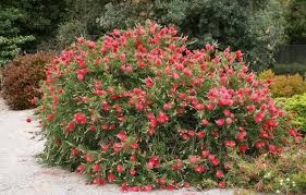 Image result for Callistemon