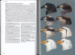 We did not find results for: Birds Of Prey Of The East Birds Of Prey Of The West Review Of Two Field Guides 10 000 Birds