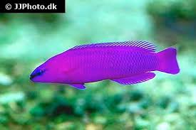 Orchid Dottyback Care Size Life Span Tank Mates Breeding