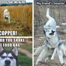 26 Of The Best Siberian Husky Memes American Kennel Club