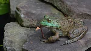 Mar 09, 2021 · tree frogs will likely eat more in the spring and summer months than in the winter. What Do Toads And Frogs Eat In Captivity Frog Diet And Food Guide Exopetguides