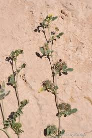 Image result for Medicago laciniata