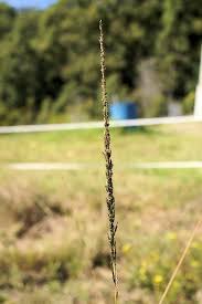 Image result for Sporobolus pyramidalis