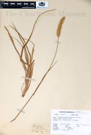 Image result for Cenchrus americanus