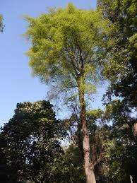 Image result for Antiaris