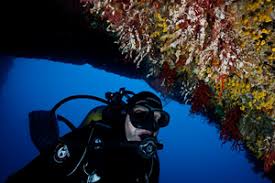 Image result for Moraea clavata