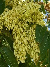 Image result for Ailanthus