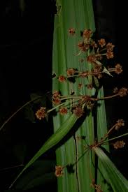 Image result for Hypolytrum heteromorphum