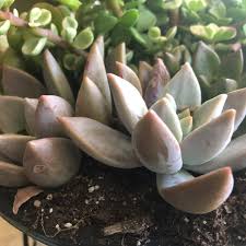 Overall, cactus and succulents are grown the same way. How To Propagate Succulents Dengarden