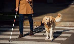 Check spelling or type a new query. On Assistance Dog Emotional Support Dog And Therapy Dog