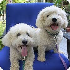 Over 350 dogs call barb's dog rescue home at any given time. New Jersey Nj Bichon Frise Meet Brick Nj Brody Cody A Dog For Adoption Dog Adoption Bichon Frise Pet Adoption