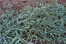 Image result for Centrostigma clavatum