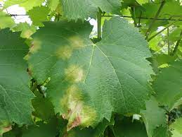 Powdery mildew is one of the easier plant diseases to identify, as its symptoms are quite distinctive. Downy Mildew Of Grapevines Agriculture And Food