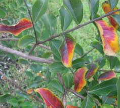 If you prune off the new shoots through spring you are also pruning off the developing flower buds. Crepe Myrtle Red Orange Leaves