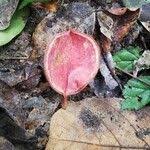 Image result for Sterculia tragacantha