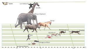 mammals locomotion 2nd version