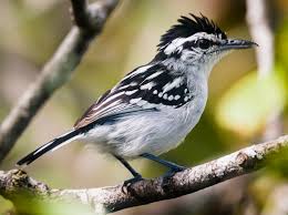 Image result for Antherotoma naudinii