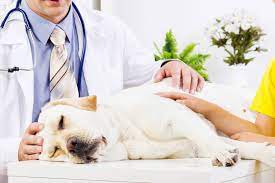 While doctors can detect most forms of prostate cancer in their earliest stages, prostate cancer might progress undetected. Prostate Cancer Adenocarcinoma In Dogs Symptoms Causes Diagnosis Treatment Recovery Management Cost