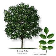 Texas Tree Selector