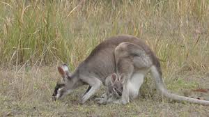 I was a cripple in the spiritual plane. Pretty Face Wallaby Mum And Her Restless Little Baby Ultra Hd Youtube