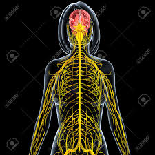 Want to learn more about it? Front View Of Female Nervous System Half Body Stock Photo Picture And Royalty Free Image Image 15181767