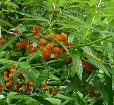 Image result for Boehmeria nivea