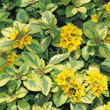 Image result for Lysimachia
