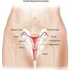 Female anatomy includes the external genitals, or the vulva, and the internal reproductive organs. Https Encrypted Tbn0 Gstatic Com Images Q Tbn And9gctpwokgdg11rk4xipt6ekweh8xgjpx7xtxg5cjplp Irpvxkwow Usqp Cau