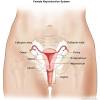 Ear chart anatomy study worksheets our anatomical charts of the ear, nose, and throat include the middle and inner ear, the septum of the nose, lateral sponsored female body parts chart download these amazing charts of the female body parts chart. Https Encrypted Tbn0 Gstatic Com Images Q Tbn And9gctdwvl 8tqvctq93fx7pmylcg02uuzc Nvvi6mvlg2ifsctwa3l Usqp Cau